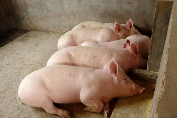 肉豬想要健康快速生長，沸石一定要了解一下-國投盛世