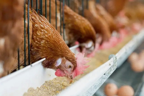沸石粉用作飼料添加劑有什么優(yōu)點？-國投盛世