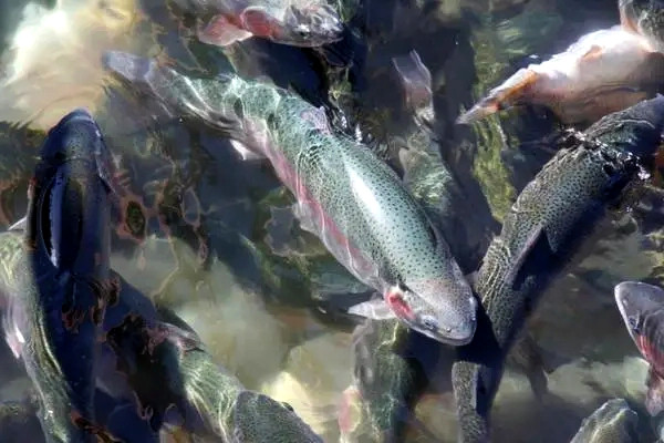 魚蝦養(yǎng)殖不能缺少的東西——沸石粉-國投盛世