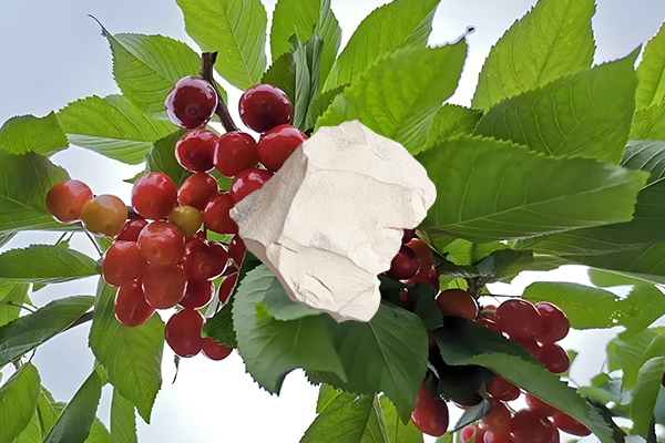 想為櫻桃增產(chǎn)用天然沸石怎么樣？