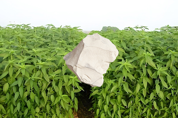 黃麻種植過程中添加沸石能否有效提升產(chǎn)量？