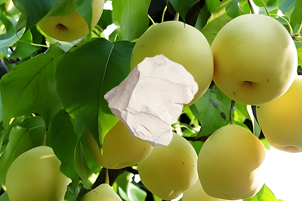 梨樹種植中使用沸石是否能帶來顯著益處？-國投盛世