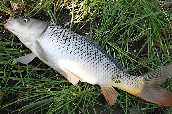 養(yǎng)殖鯉魚時為什么需要用到沸石？