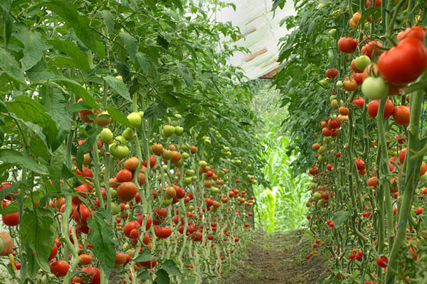 蔬菜大棚種植中一畝地需用多少沸石？-國投盛世