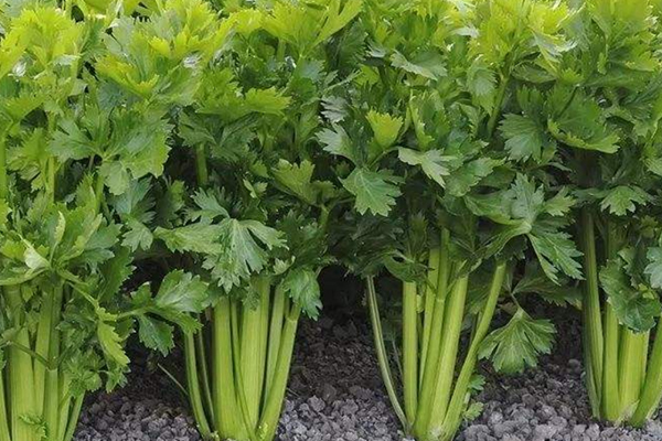 種芹菜時可以加入沸石嗎？