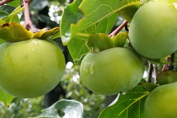 沸石對(duì)柿子增產(chǎn)有幫助嗎？-國(guó)投盛世