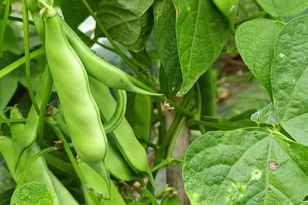 沸石能為扁豆種植帶來哪些改變？