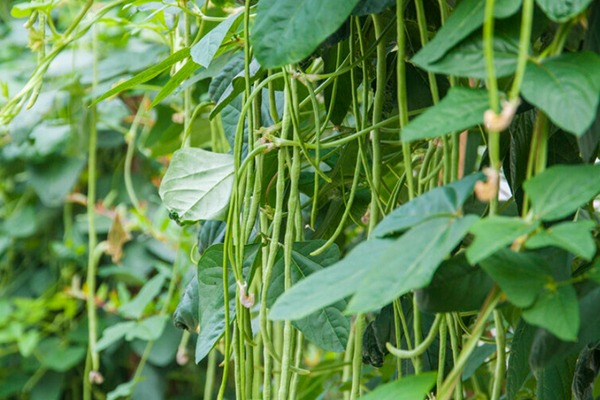 沸石能提升豇豆種植效果嗎？-國(guó)投盛世