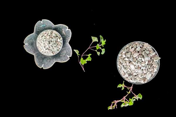 沸石能提升豇豆種植效果嗎？-國(guó)投盛世