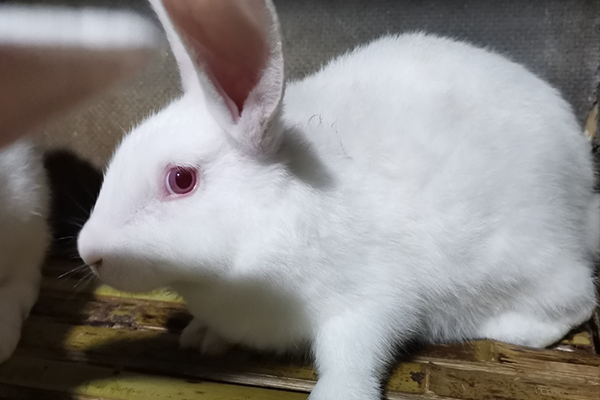 飼養(yǎng)家兔時(shí)可以使用沸石嗎？-國投盛世