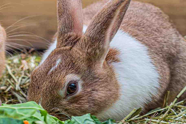 沸石在家兔飼料中應(yīng)用效果如何？