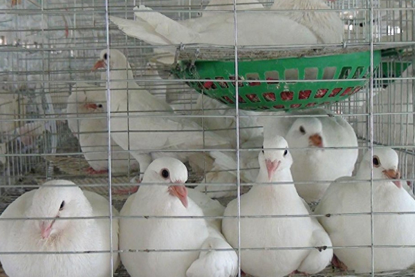 為什么肉鴿飼料中添加沸石能促進健康與生產？