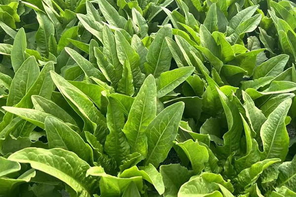 種植油麥菜時(shí)為何加入沸石能增產(chǎn)？-國(guó)投盛世