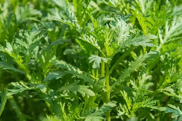 為什么種植茼蒿時加入沸石能增產？-國投盛世