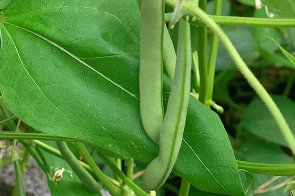 種植四季豆時(shí)加入沸石能提高產(chǎn)量嗎？