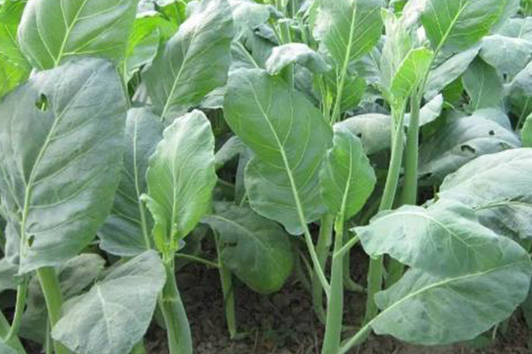 為何在種植芥藍(lán)時(shí)選擇添加沸石？-國(guó)投盛世