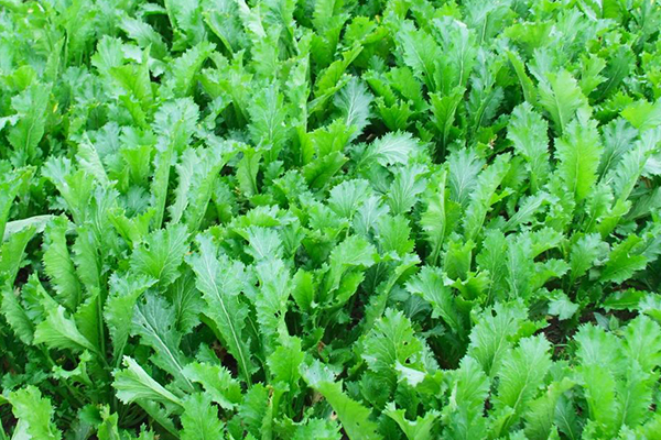 種植雪里蕻時(shí)加入沸石能提升產(chǎn)量嗎？
