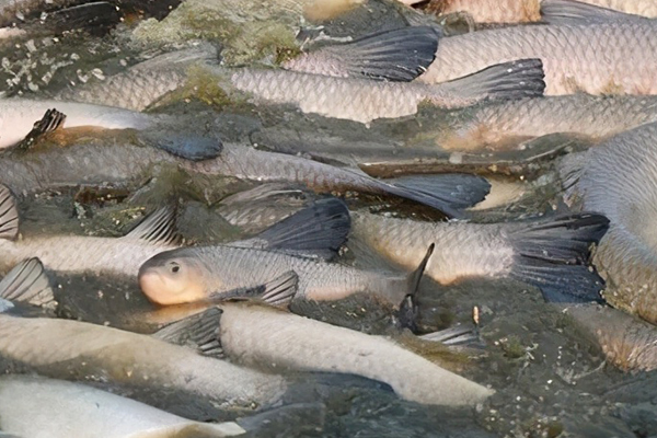 養(yǎng)殖青魚時(shí)加入沸石有什么獨(dú)特優(yōu)勢嗎？