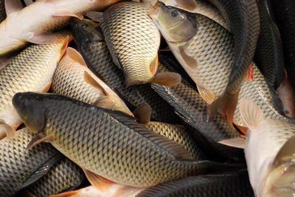 養(yǎng)殖鯉魚時(shí)添加沸石能帶來(lái)哪些好處？