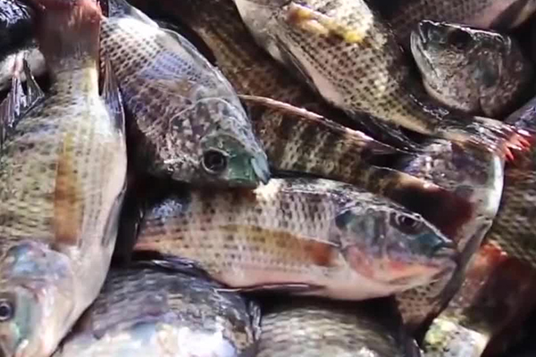 養(yǎng)羅非魚時加入沸石能帶來哪些好處？
