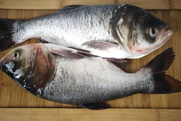 養(yǎng)胖頭魚(yú)時(shí)加入沸石能提升養(yǎng)殖效果嗎？