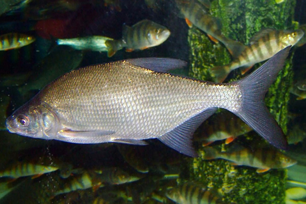 養(yǎng)武昌魚時添加沸石能帶來哪些好處？