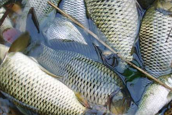養(yǎng)淡水魚時添加沸石能提升水質嗎？-國投盛世