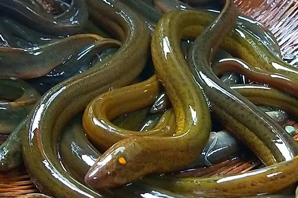養(yǎng)泥鰍時添加沸石能改善水質(zhì)嗎？