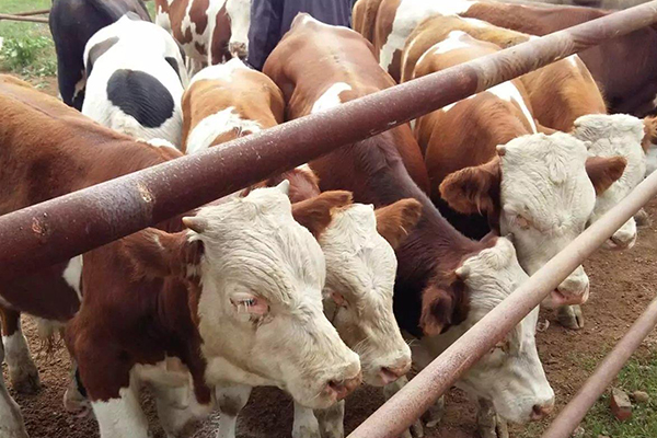 沸石能改善黃牛飼養(yǎng)環(huán)境嗎？