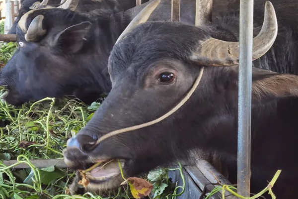 沸石能提升水牛飼養(yǎng)效率嗎？