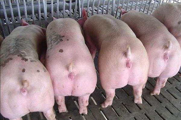為什么瘦肉型豬養(yǎng)殖加入沸石能增效？