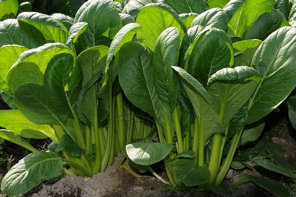 菠菜種植階段能使用沸石嗎？-國投盛世