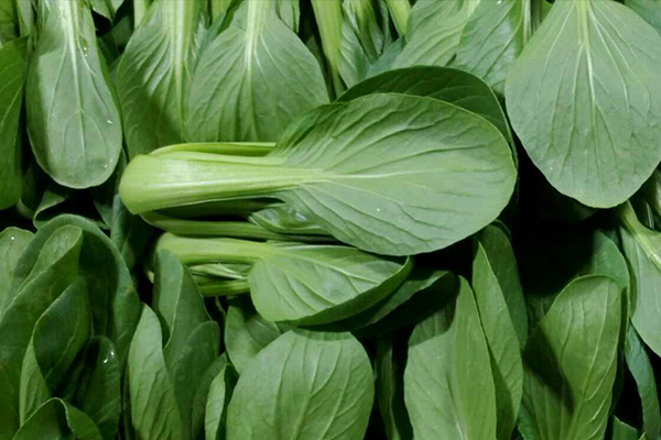 種植小油菜使用沸石能增產(chǎn)嗎？-國(guó)投盛世