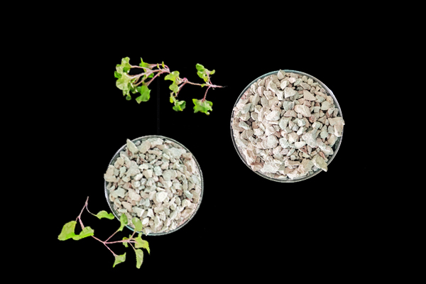 種植小油菜使用沸石能增產(chǎn)嗎？-國(guó)投盛世