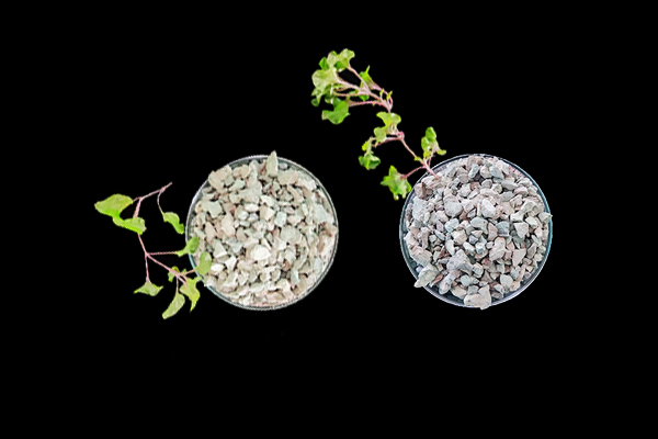 番茄種植使用沸石能增產(chǎn)嗎？-國投盛世