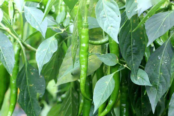 種植辣椒,要想獲得超高產(chǎn),記住要加入沸石