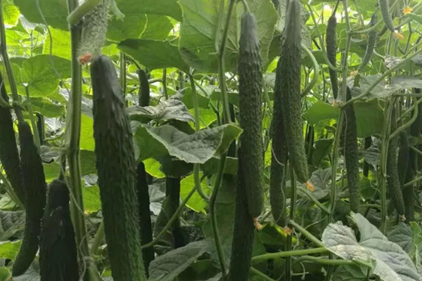 黃瓜要想獲得超高產,記住要加入沸石-國投盛世