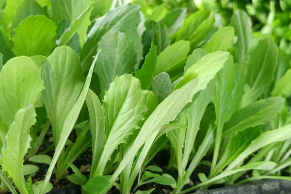 油麥菜育苗和種植時(shí)使用沸石帶來(lái)哪些好處？-國(guó)投盛世